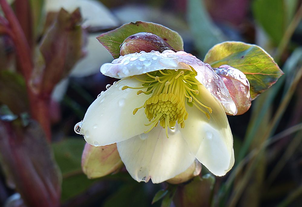 Zum Teil noch unter Schnee