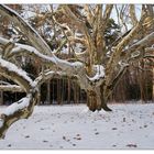 Zum Thema: *Bäume im Winterkleid*