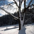 Zum Thema: Bäume im Winterkleid