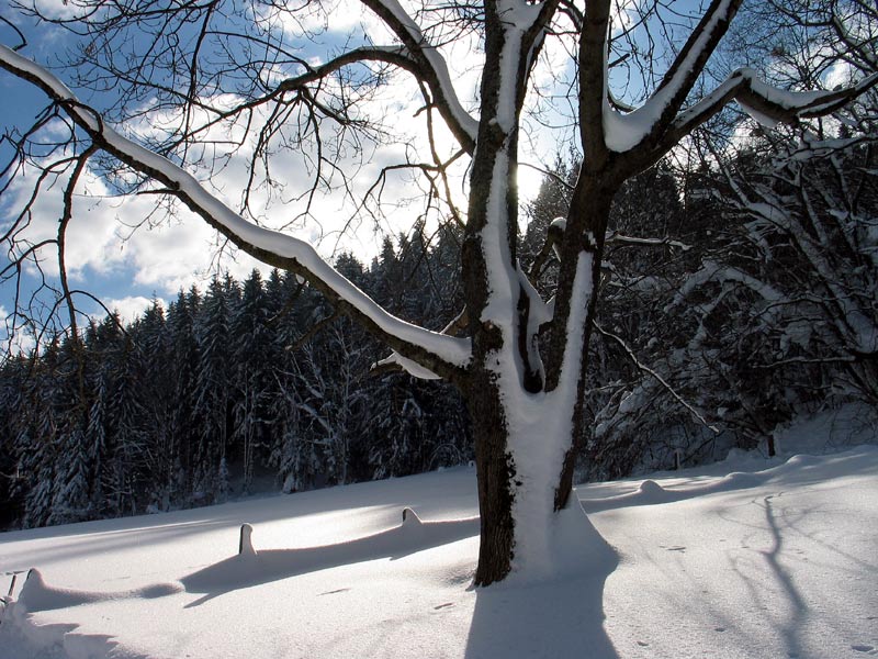 Zum Thema: Bäume im Winterkleid