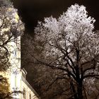 ZUM THEMA: "BÄUME IM WINTERKLEID"