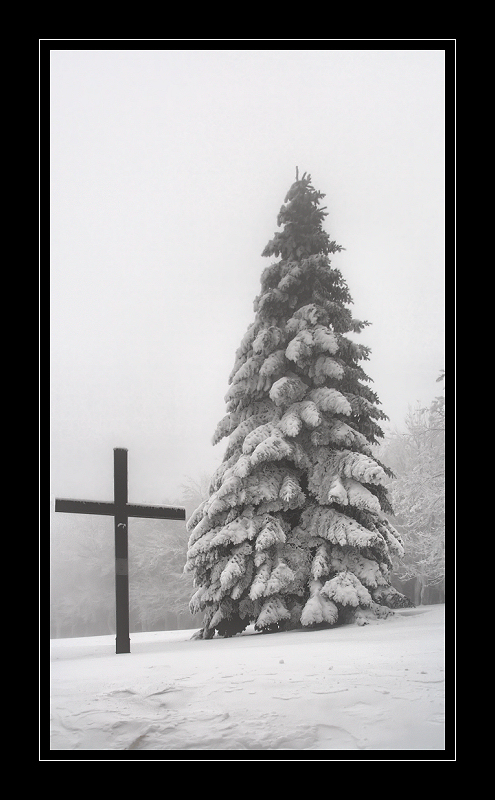 Zum Thema: Bäume im Winterkleid