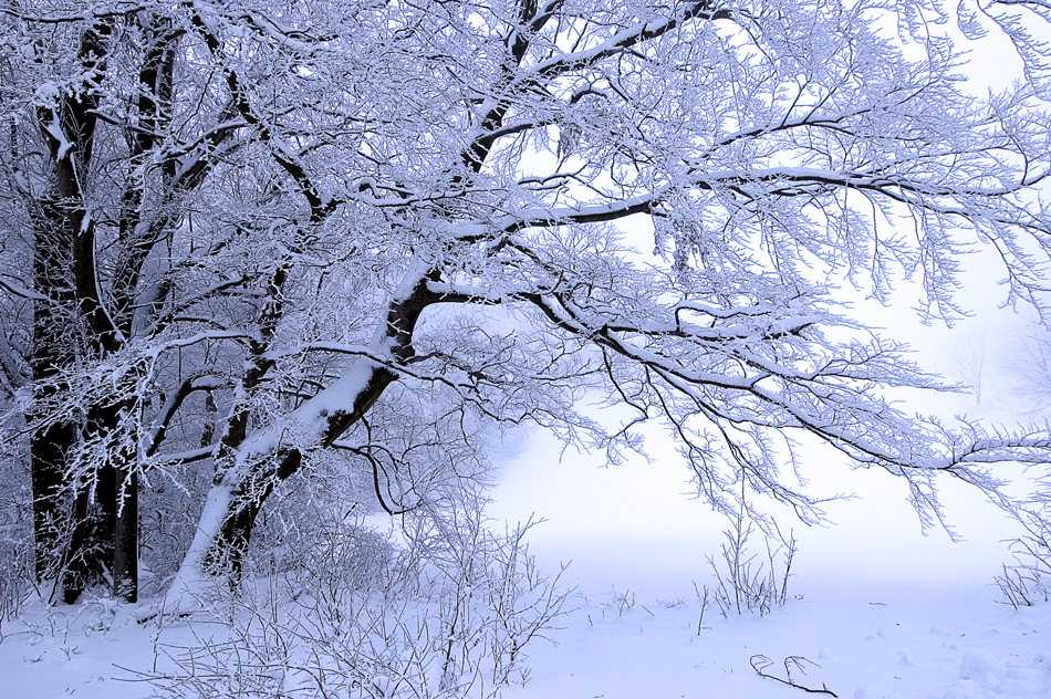 Zum Thema: Bäume im Winterkleid