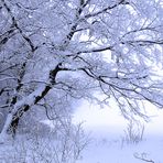 Zum Thema: Bäume im Winterkleid