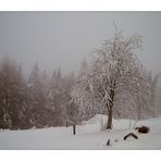 zum thema: BÄUME IM WINTERKLEID