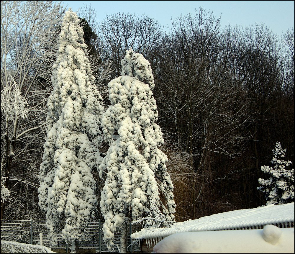 Zum Thema: Bäume im Winterkleid