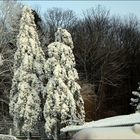 Zum Thema: Bäume im Winterkleid