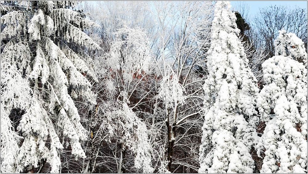 ... zum Thema: Bäume im Winterkleid ....