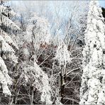 ... zum Thema: Bäume im Winterkleid ....
