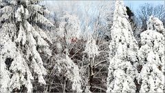 ... zum Thema: Bäume im Winterkleid ....