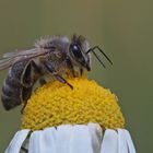 Zum Thema Bienchen und Blümchen...