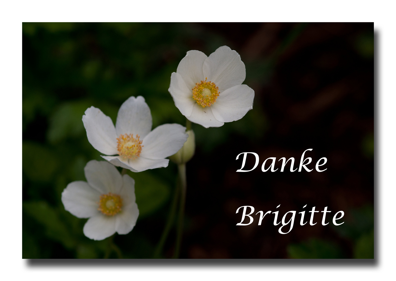 Zum Thema "Danke Brigitte"