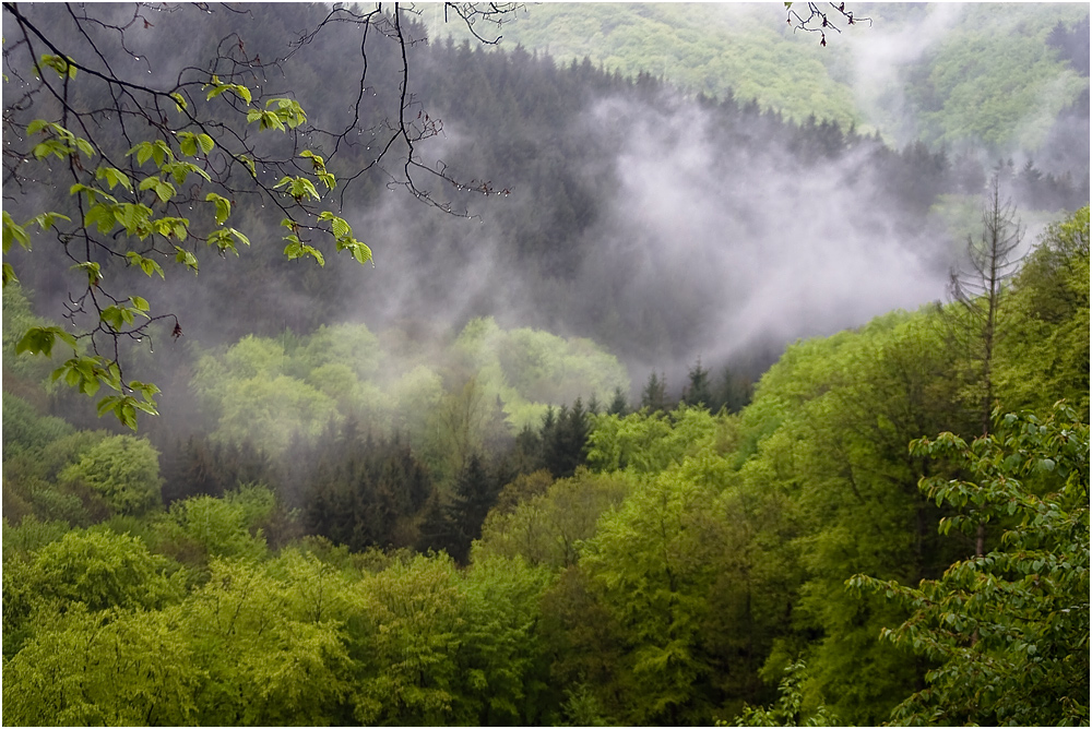 ZUM THEMA "DAS GRÜNE ZIMMER DER NATUR"