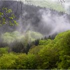 ZUM THEMA "DAS GRÜNE ZIMMER DER NATUR"