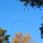 ZUM THEMA: Der schöne Herbst ist da