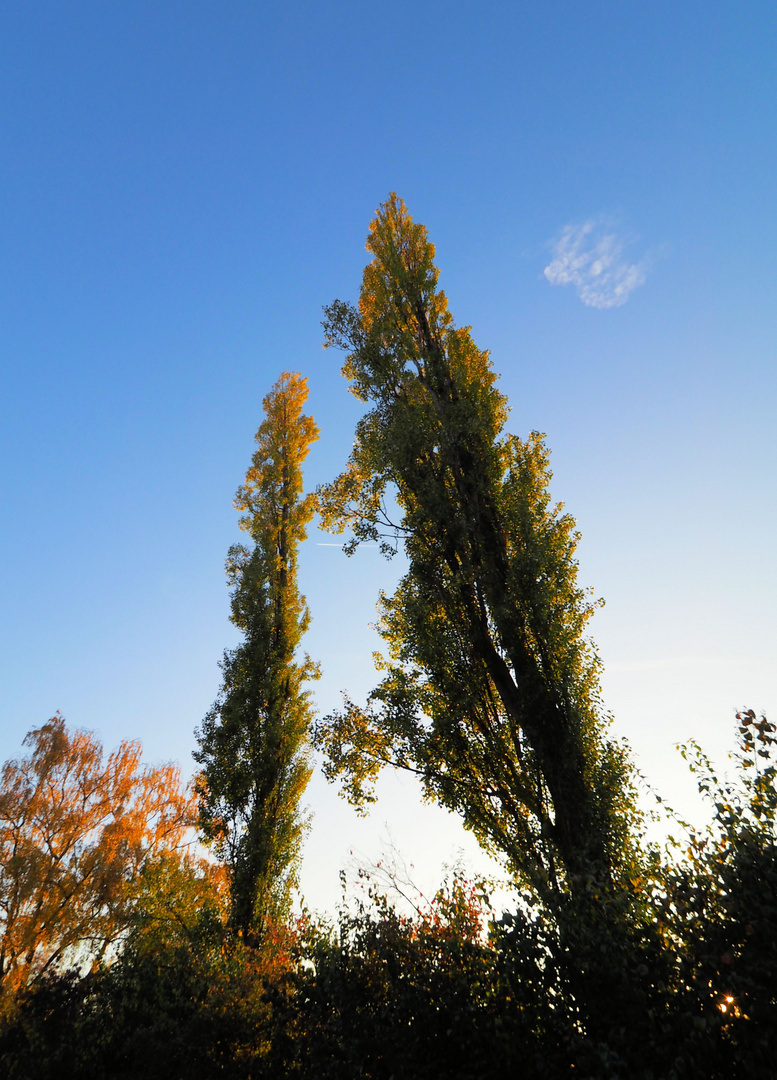 Zum Thema  "DER SCHÖNE HERBST IST DA"