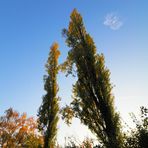 Zum Thema  "DER SCHÖNE HERBST IST DA"