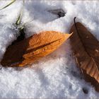 ZUM THEMA: DER WINTER ZEIGT SICH