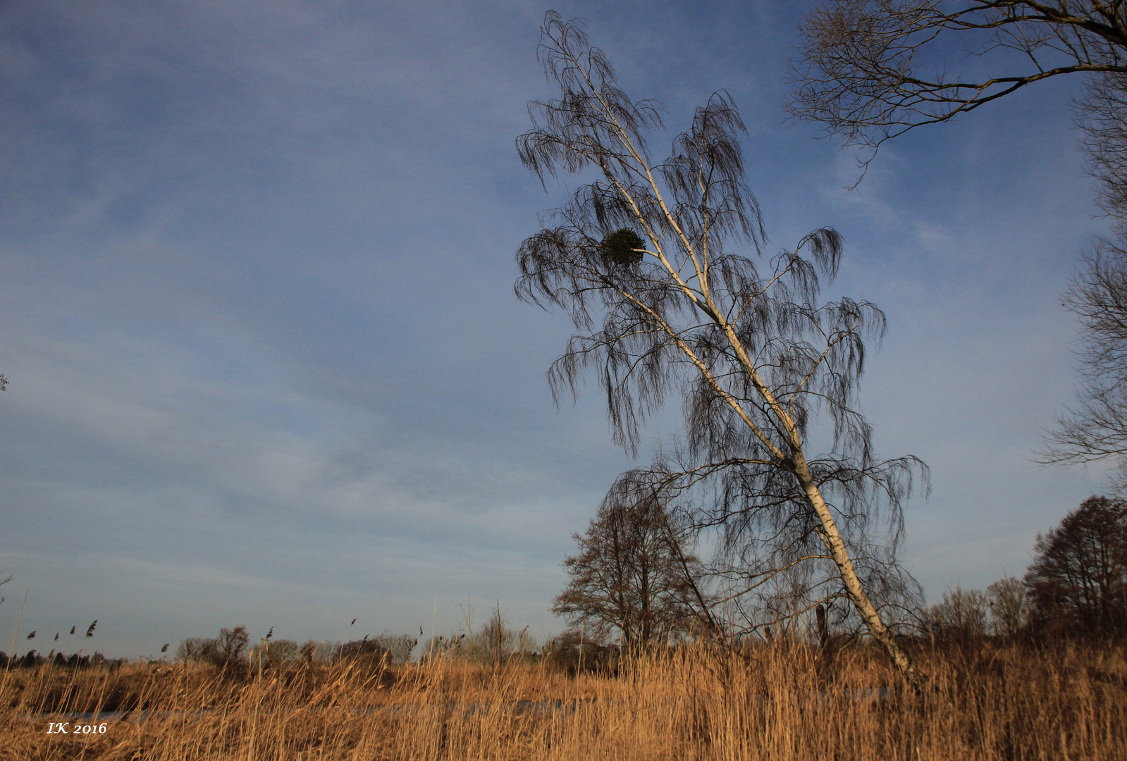 Zum Thema "echt scharf" - scharf vom Wind geneigte Birke