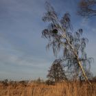 Zum Thema "echt scharf" - scharf vom Wind geneigte Birke