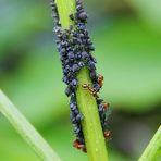 Zum Thema "Ein Herz für Insekten"