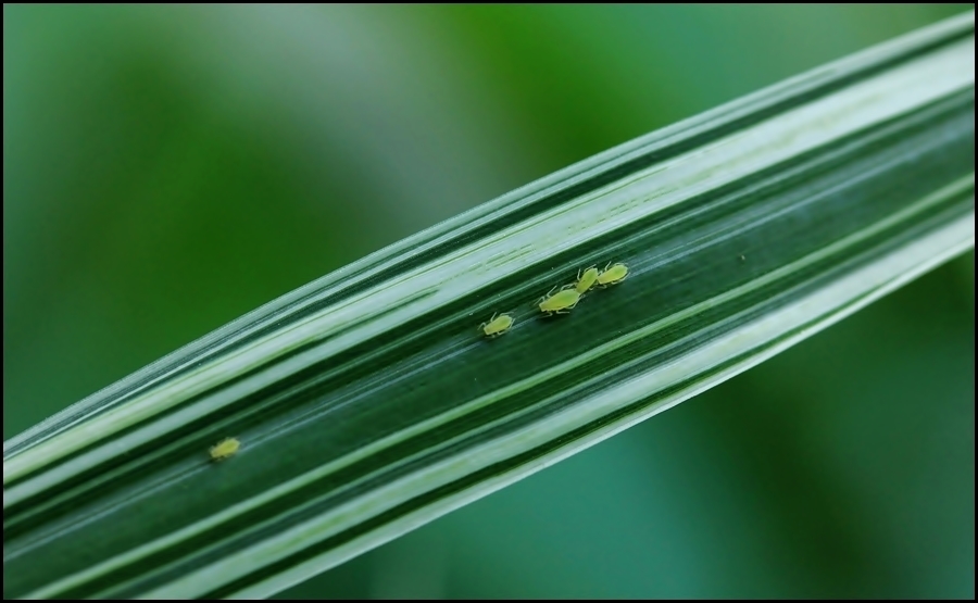 Zum Thema: "Ein Herz für Insekten"