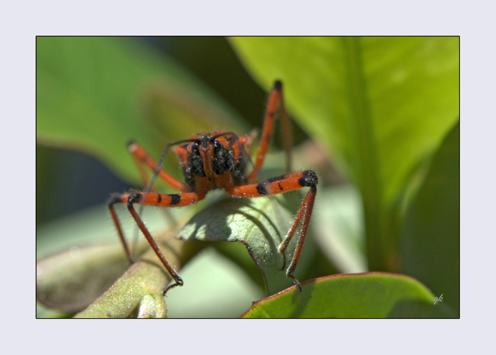 zum Thema "ein Herz für Insekten"