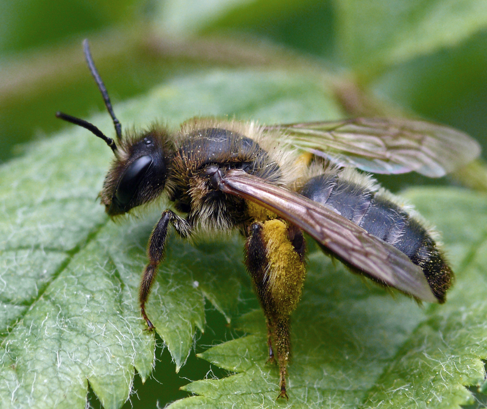 ZUM THEMA: Ein Herz für Insekten