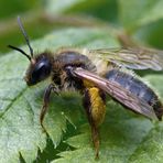 ZUM THEMA: Ein Herz für Insekten