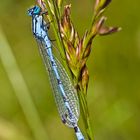 ZUM THEMA "EIN HERZ FÜR INSEKTEN"