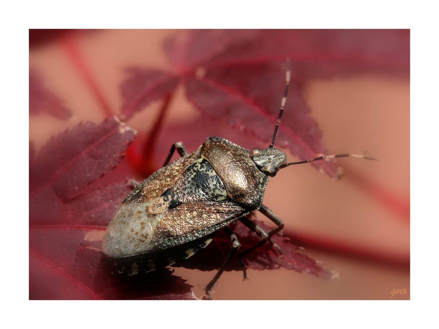 Zum Thema: EIN HERZ FÜR INSEKTEN