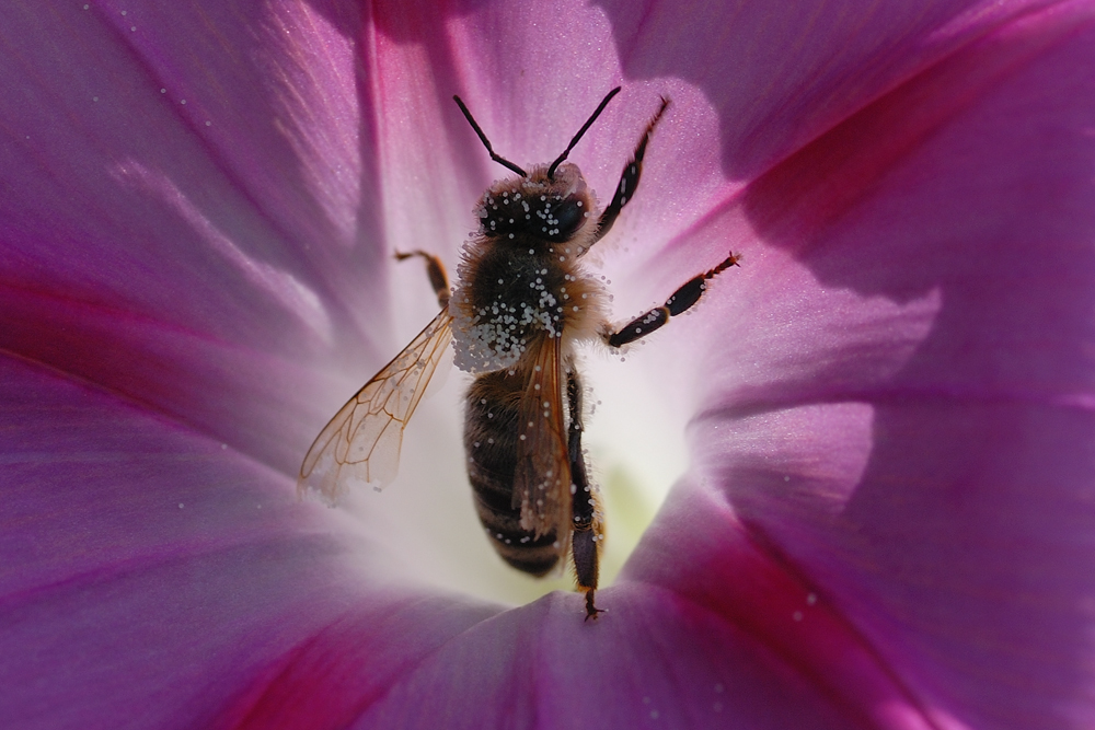 Zum Thema: Ein Herz für Insekten: gefangen........