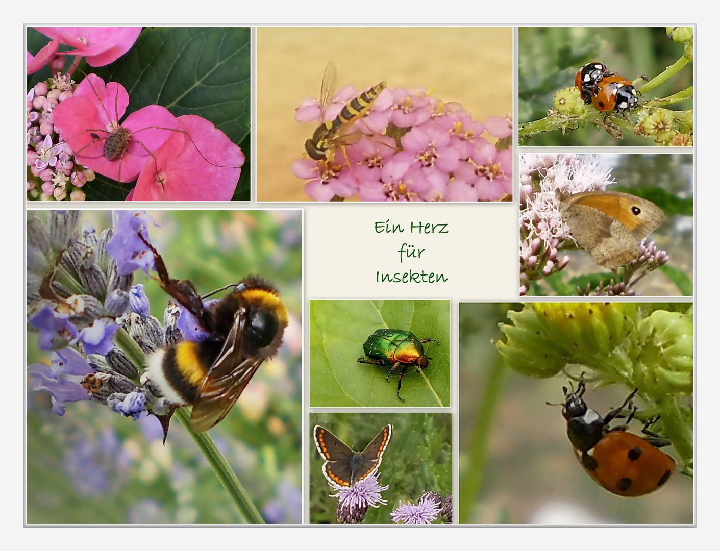 ZUM THEMA "EIN HERZ FÜR INSEKTEN (LIBELLE, SCHMETTERLING & CO)"