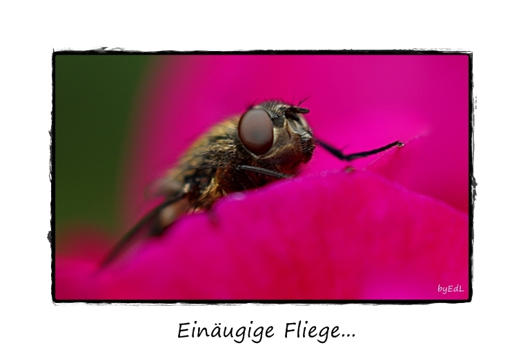 ZUM THEMA: Ein Herz für Insekten ( Libelle-Schmetterling & Co )