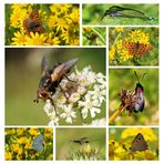 Zum Thema " Ein Herz für Insekten " Libellen Schmetterlinge und Co."