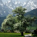 ZUM THEMA: Endlich Frühling