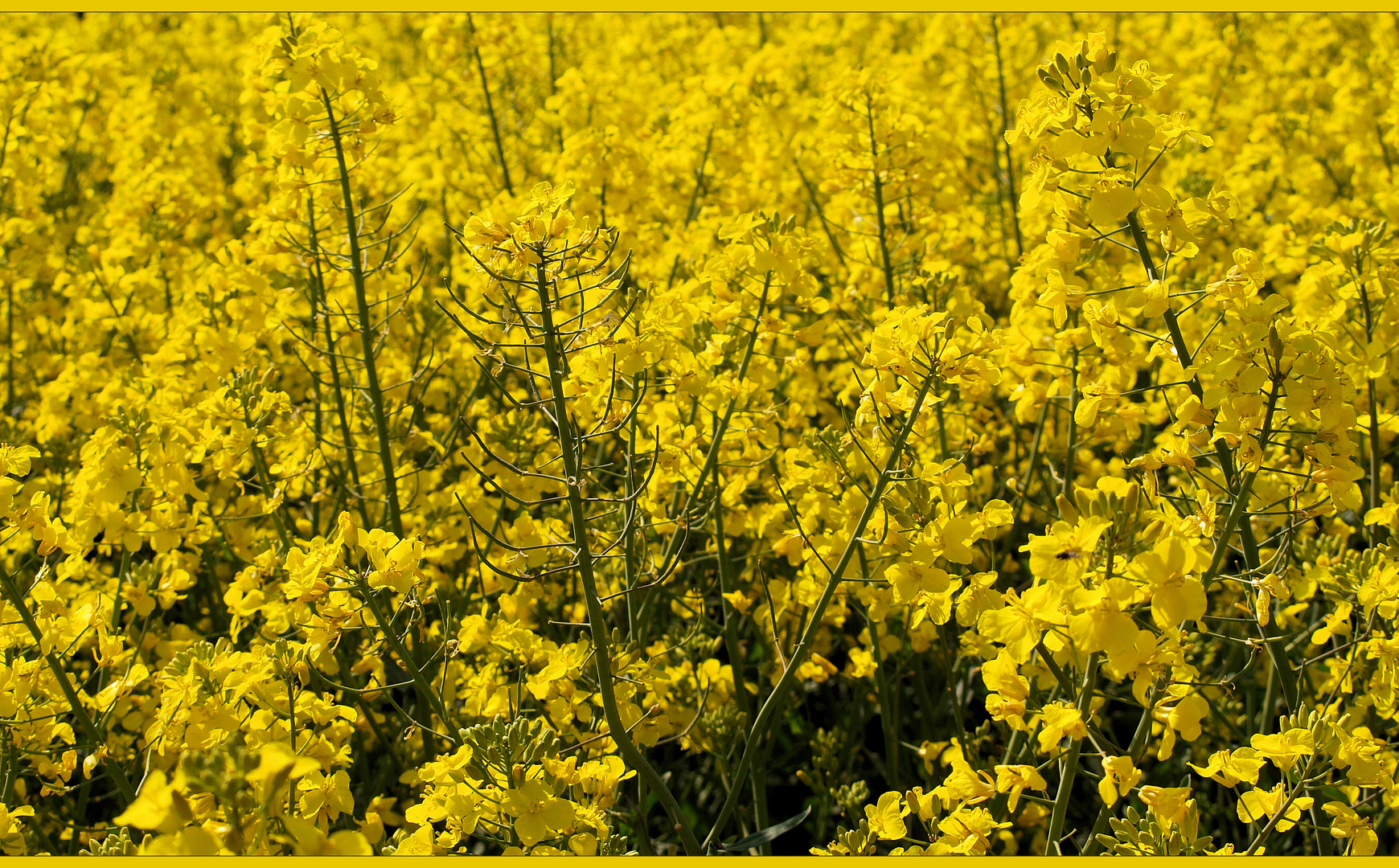 Zum Thema "Endlich Frühling"