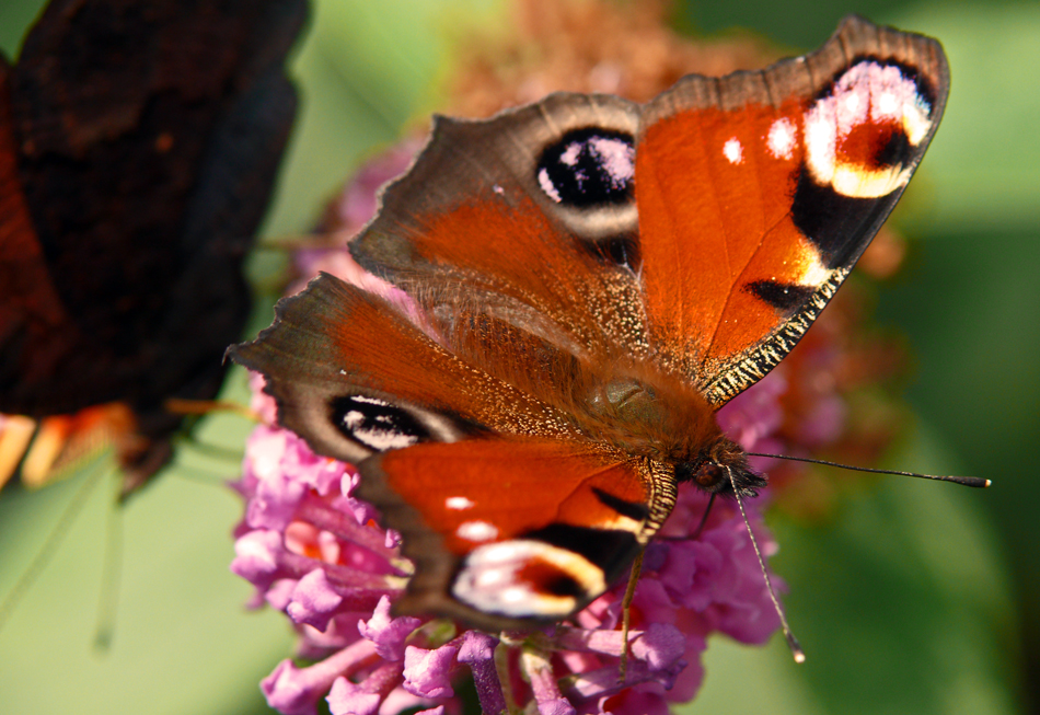 Zum Thema "FARBEN DER NATUR"