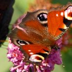 Zum Thema "FARBEN DER NATUR"