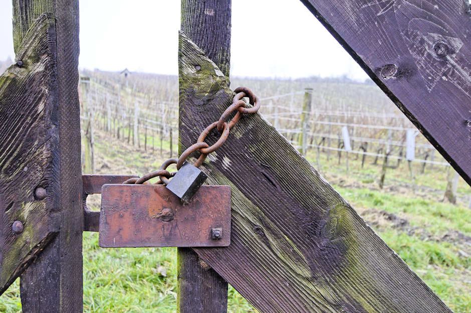 zum Thema: Herbst im Weingarten