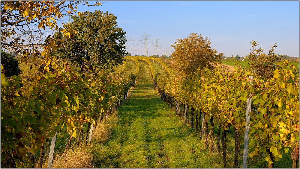 ... Zum Thema: Herbst im Weingarten ...