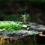 zum Thema: Im Naturkreislauf