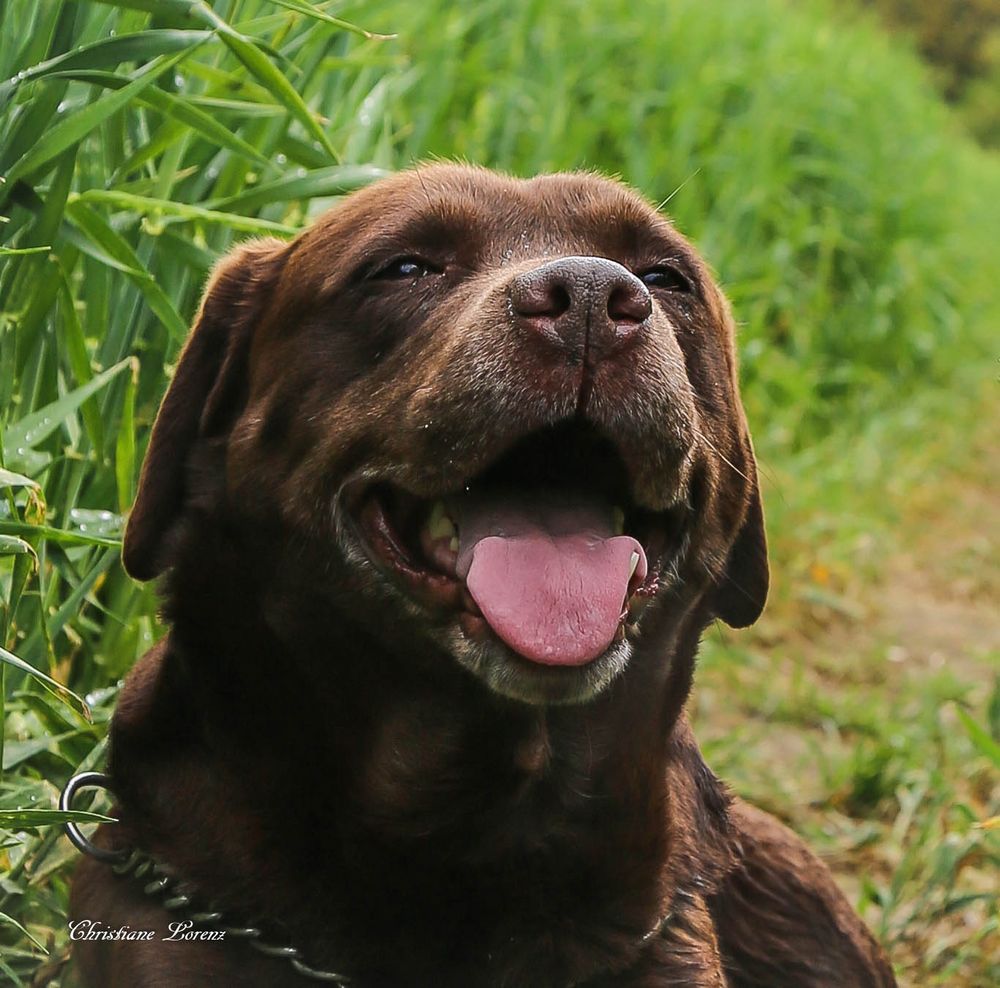 Zum Thema: "Lachen"