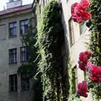 Zum Thema: Natur in der Stadt