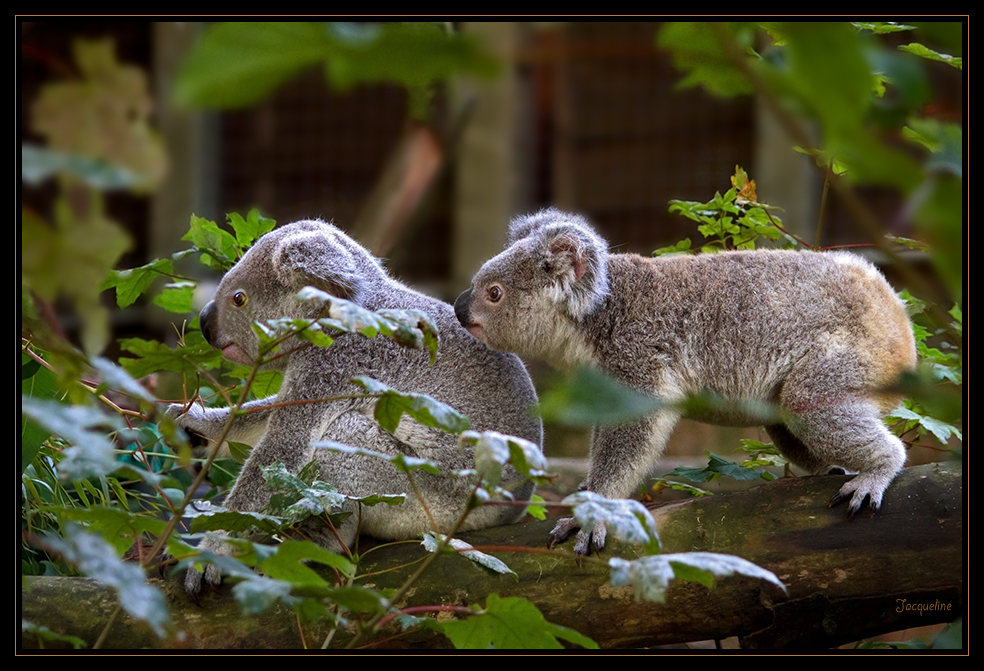 Zum Thema "Puppen und Teddy´s"