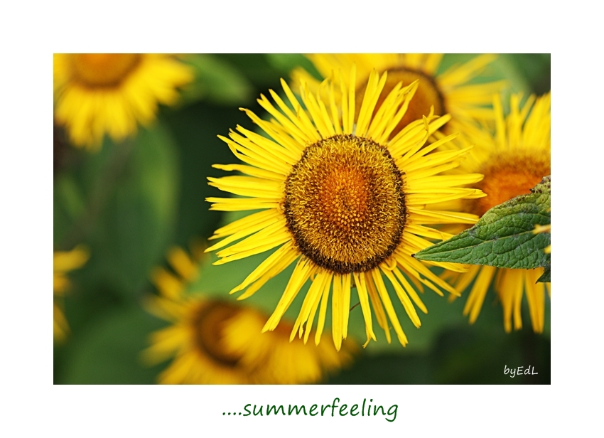 ZUM THEMA :  summer feeling