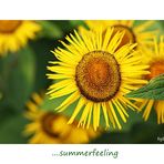 ZUM THEMA :  summer feeling