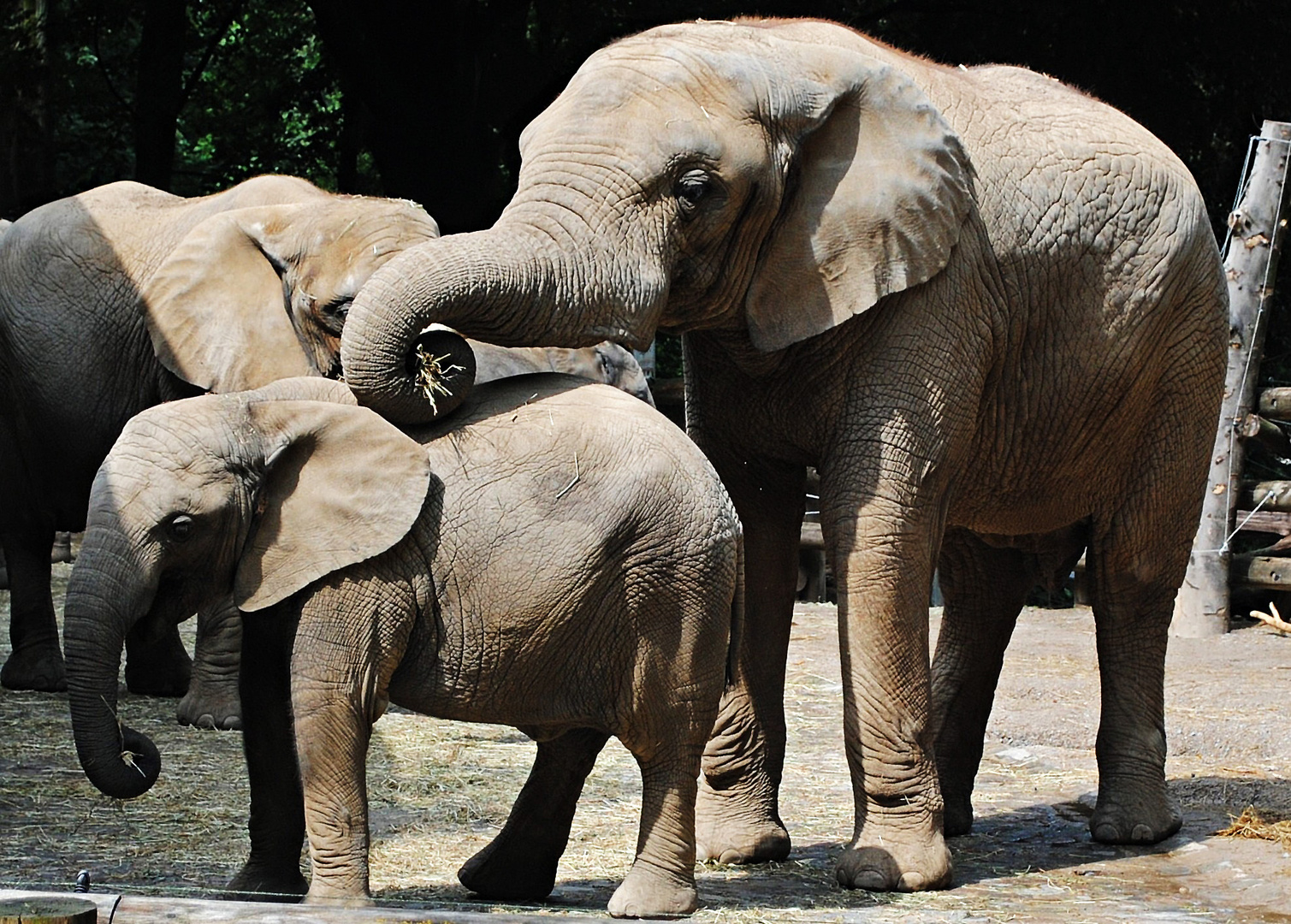 ZUM THEMA: Tierkinder