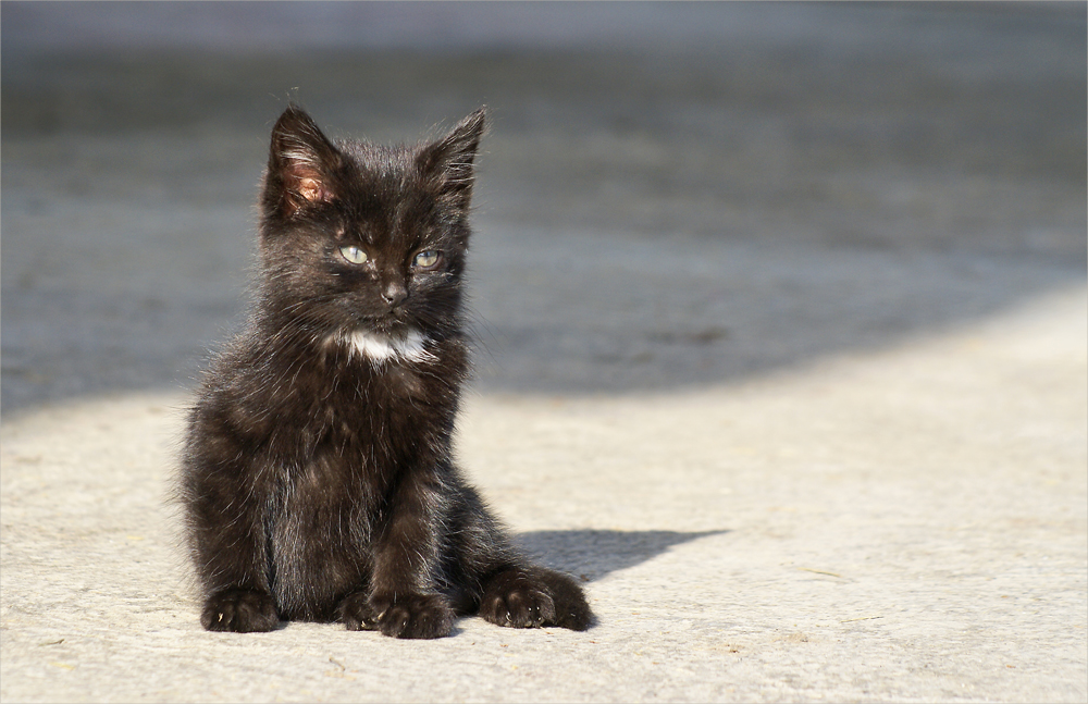 Zum Thema: "Tierkinder"