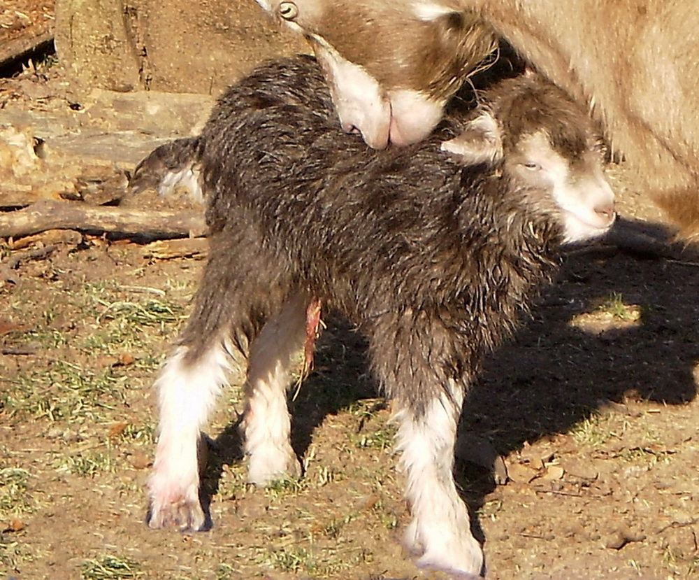 ZUM THEMA: "TIERKINDER"